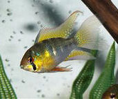 Ram Cichlid – Mikrogeophagus ramirezi Ram Cichlid – Mikrogeophagus ramirezi