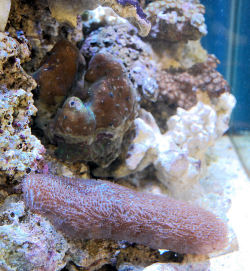 Reef Reef